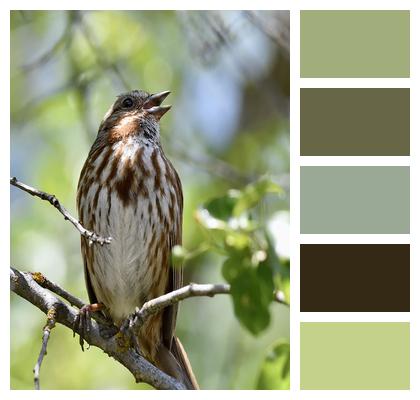 Song Sparrow Ornithology Bird Image
